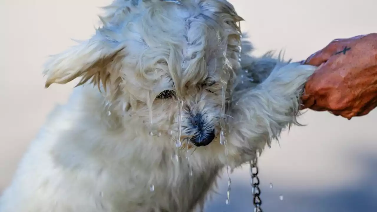 Tips from the ASPCA to keep your pets safe during extreme heat