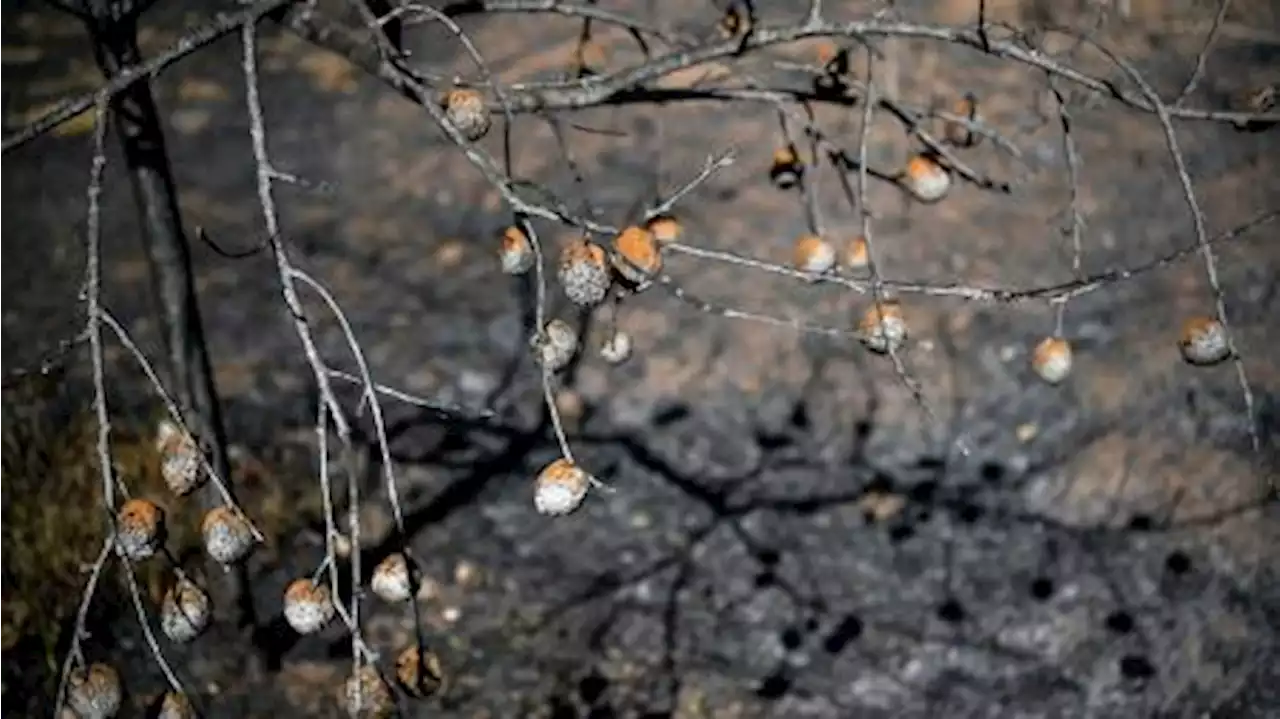 Sigue el intenso combate contra los incendios en Grecia