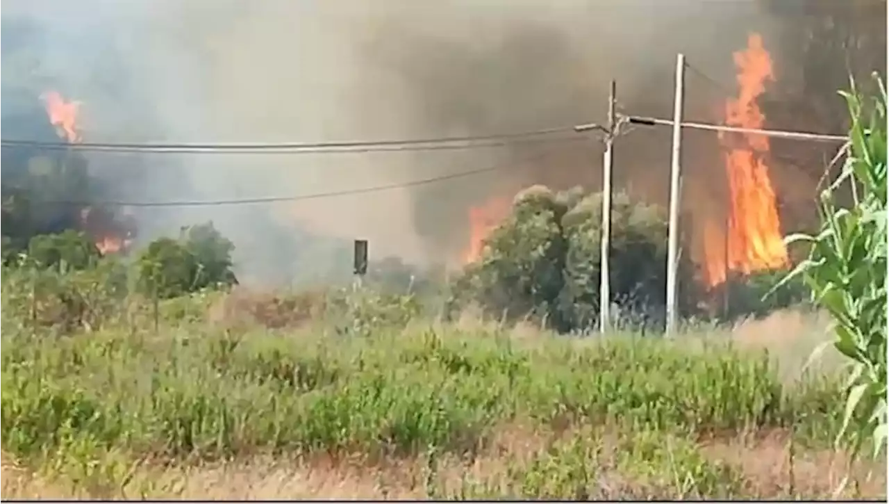 A fuoco la pineta di Ugento, bagnanti lasciano i lidi - Notizie - Ansa.it