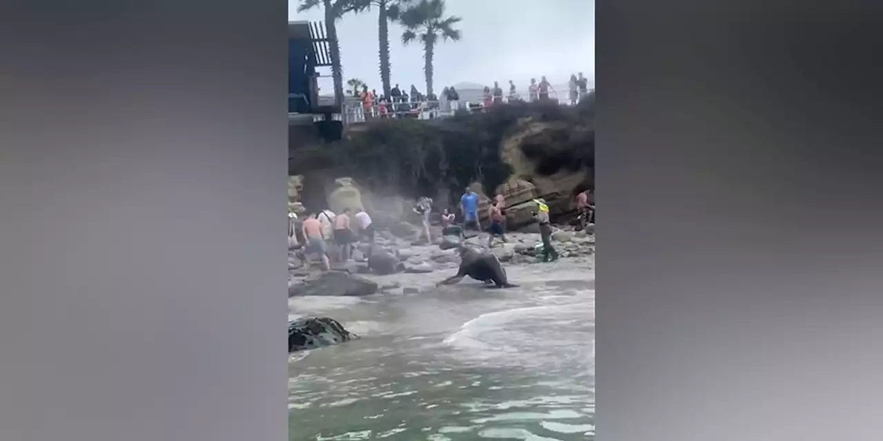 Video shows sea lions charging at beachgoers at La Jolla Cove in San Diego