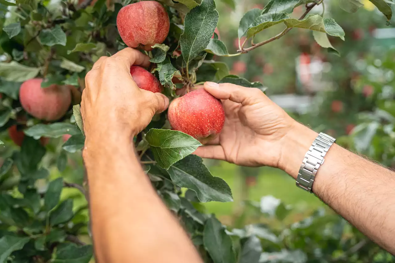 Aktiv gegen Food-Waste – Saisonale Früchte ernten, praktisch vor der Haustür – auch in Basel