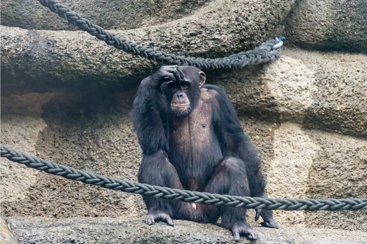 Ausbrüche im Basler Zolli – Diese Tiere sind auch schon ausgebüxt