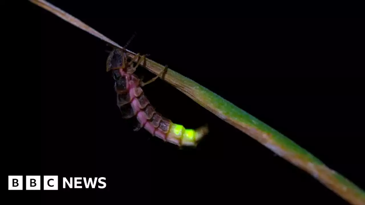 Breeding glow worms found in Nottinghamshire heathland