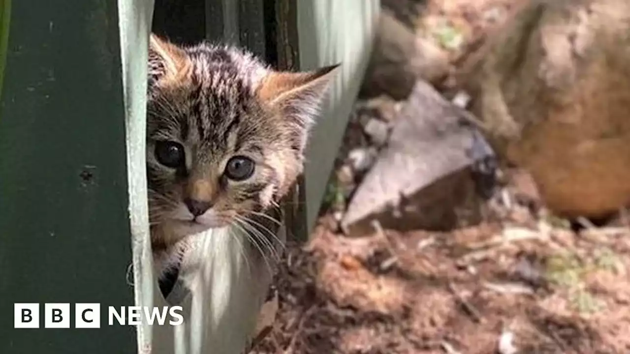 Wildcat kittens bring hope for endangered species