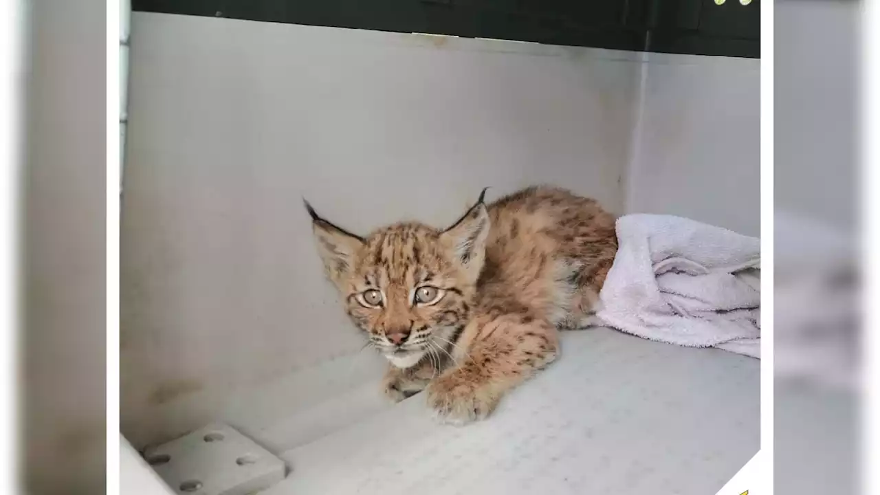 Les pompiers du Bas-Rhin secourent un jeune lynx blessé dans les Vosges du Nord