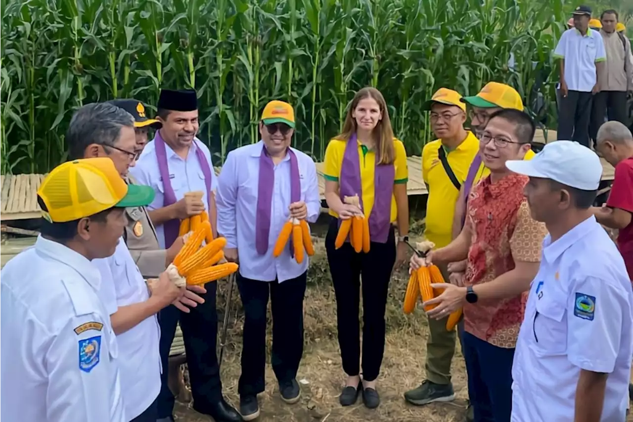 Benih Jagung Unggul Lewat Bioteknologi