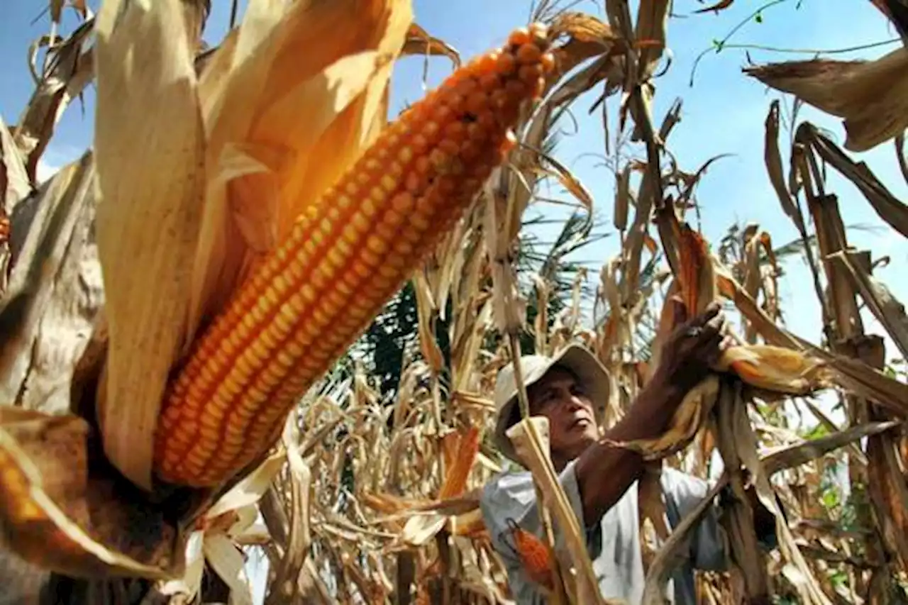 Kementan Dorong Industri Produksi Benih Jagung Hibrida