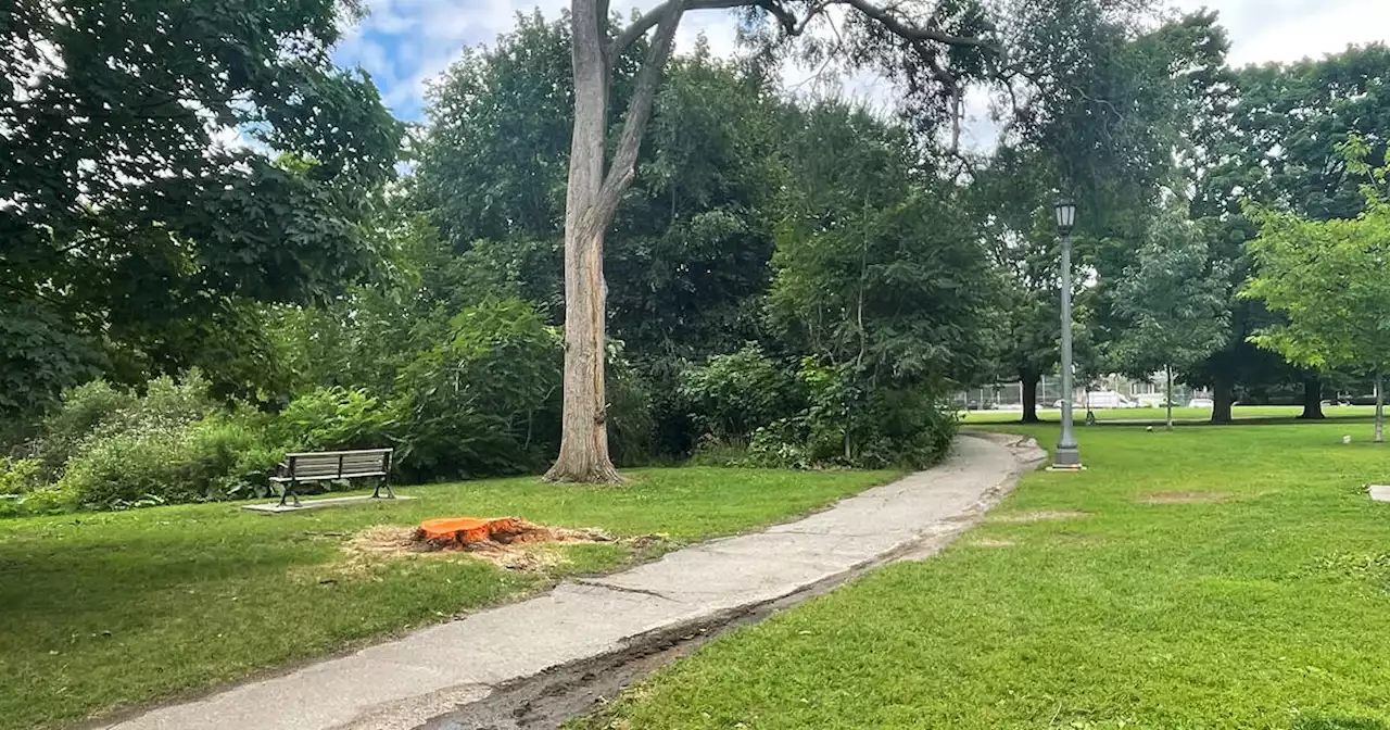 Witness to horrible tree branch accident in Toronto park worries it could happen again