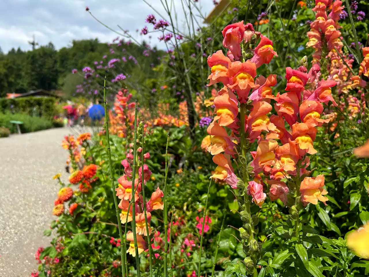 Halbzeitbilanz auf der Landesgartenschau: Über 100.000 Besucher