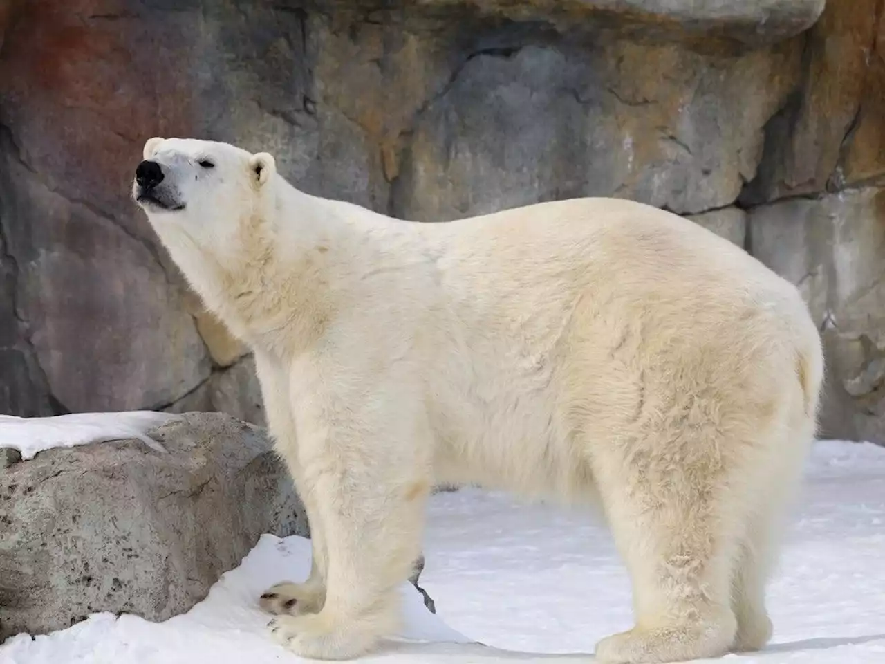 Two polar bears coming to new habitat at the Wilder Institute/Calgary Zoo