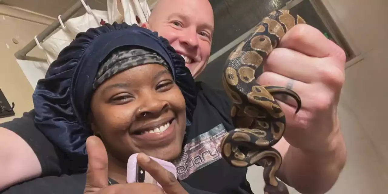 Woman surprised by ball python found in her toilet