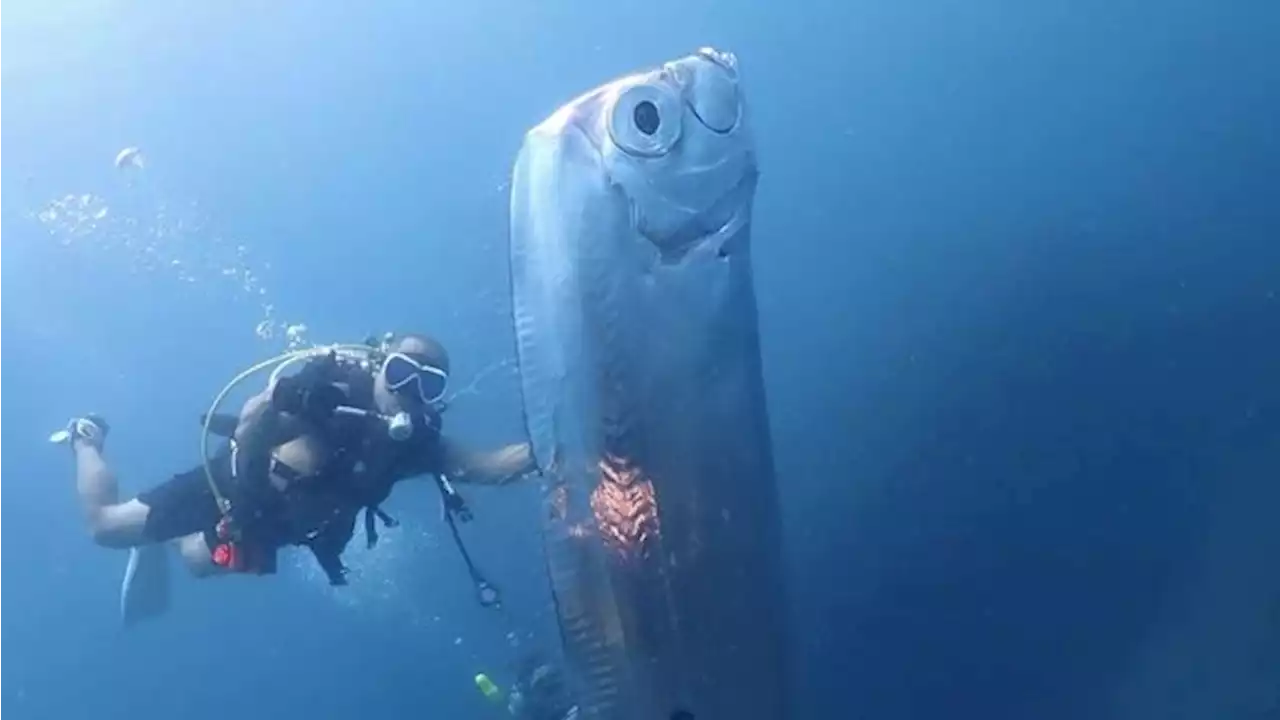 Ikan Kiamat Raksasa Muncul, Ilmuwan Beberkan Faktanya