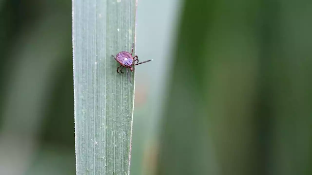 Mysterious meat allergy passed by ticks may affect hundreds of thousands in US, CDC estimates | CNN