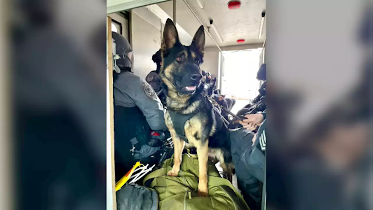 Officers gather for procession to honour Toronto police dog killed in line of duty