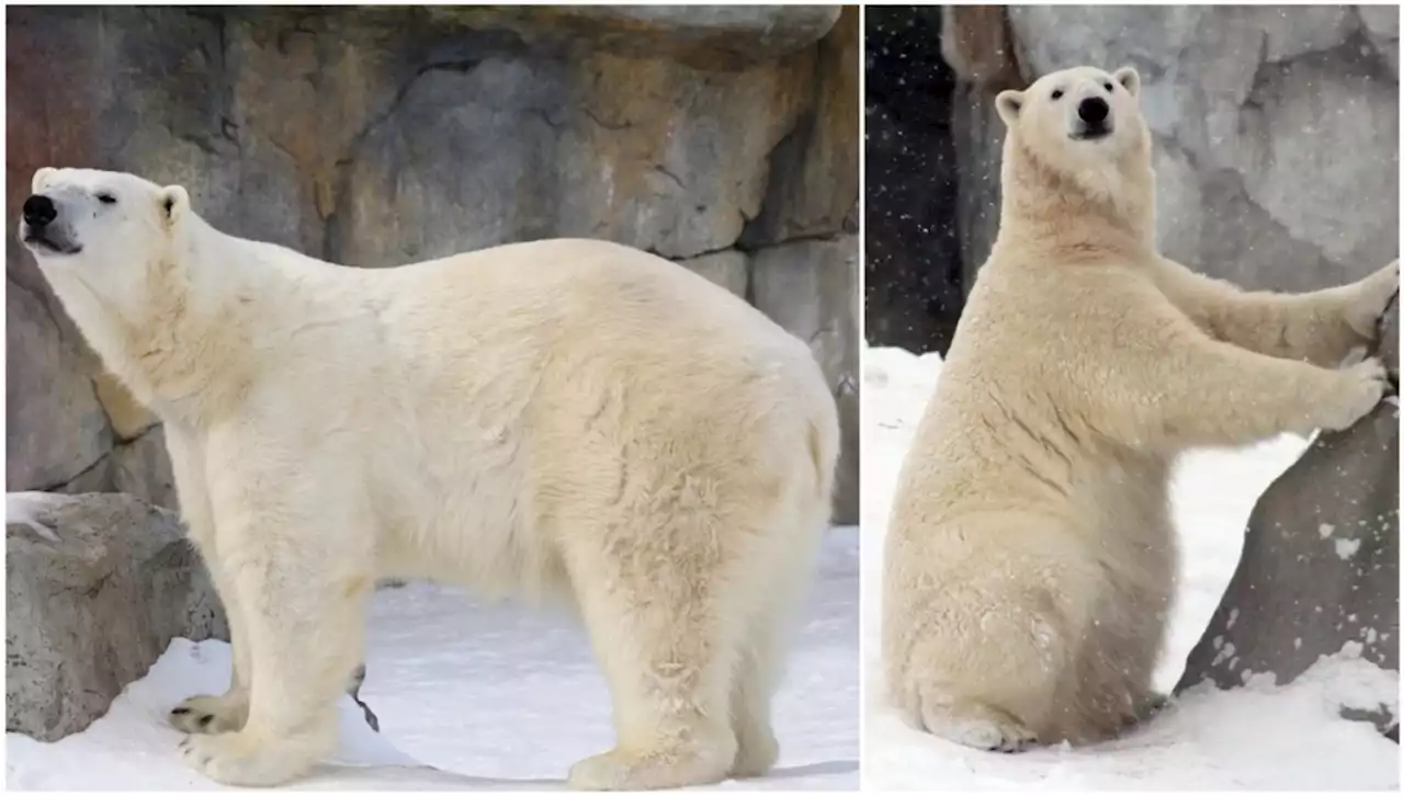 Polar bears from Winnipeg moving to Calgary Zoo this fall