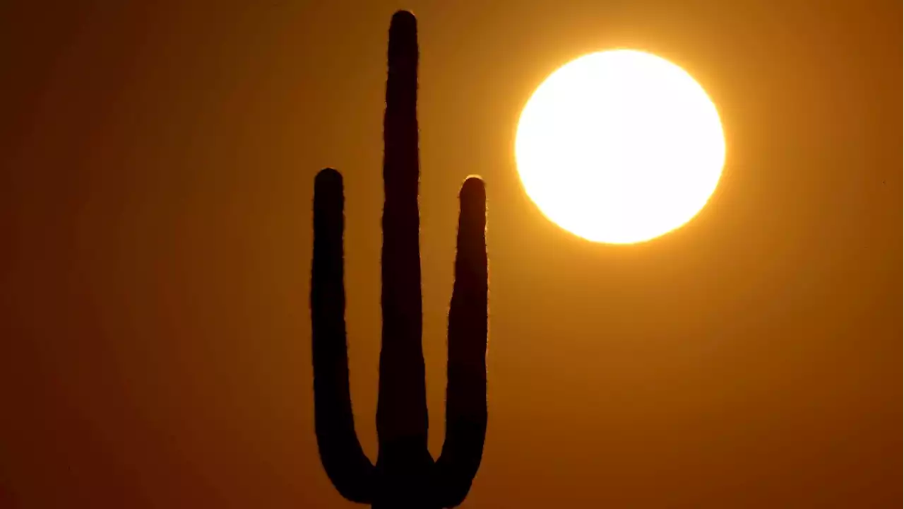 Saguaro cacti collapsing in Arizona extreme heat, scientist says