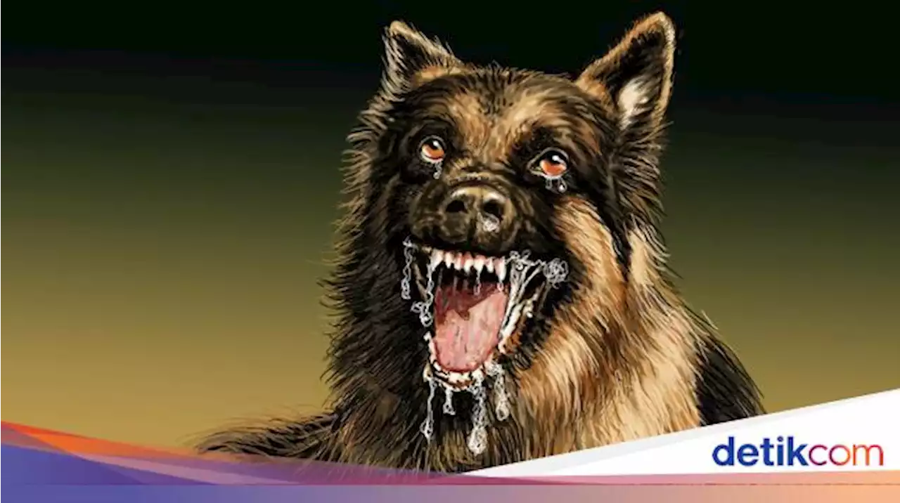 Bocah Gejala Rabies Meninggal di Sikka, Kejang-Pingsan Sebelum Tutup Usia