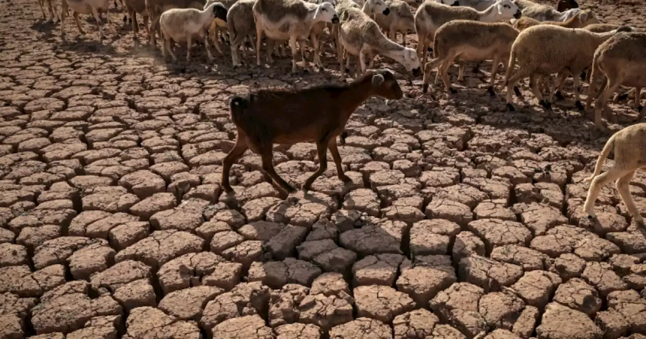 Drought-hit North Africa turns to purified sea and wastewater