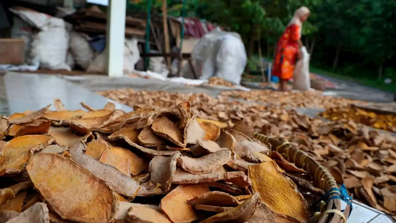 Keragaman Hayati Tinggi, Optimalkan Pemanfaatan Ekstrak Bahan Alam