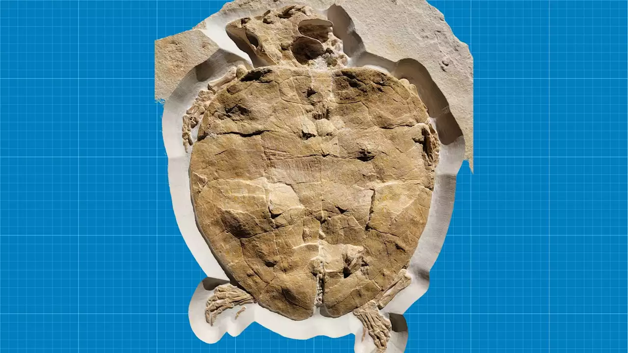 New study unearths a beautifully preserved 150 million-year-old turtle