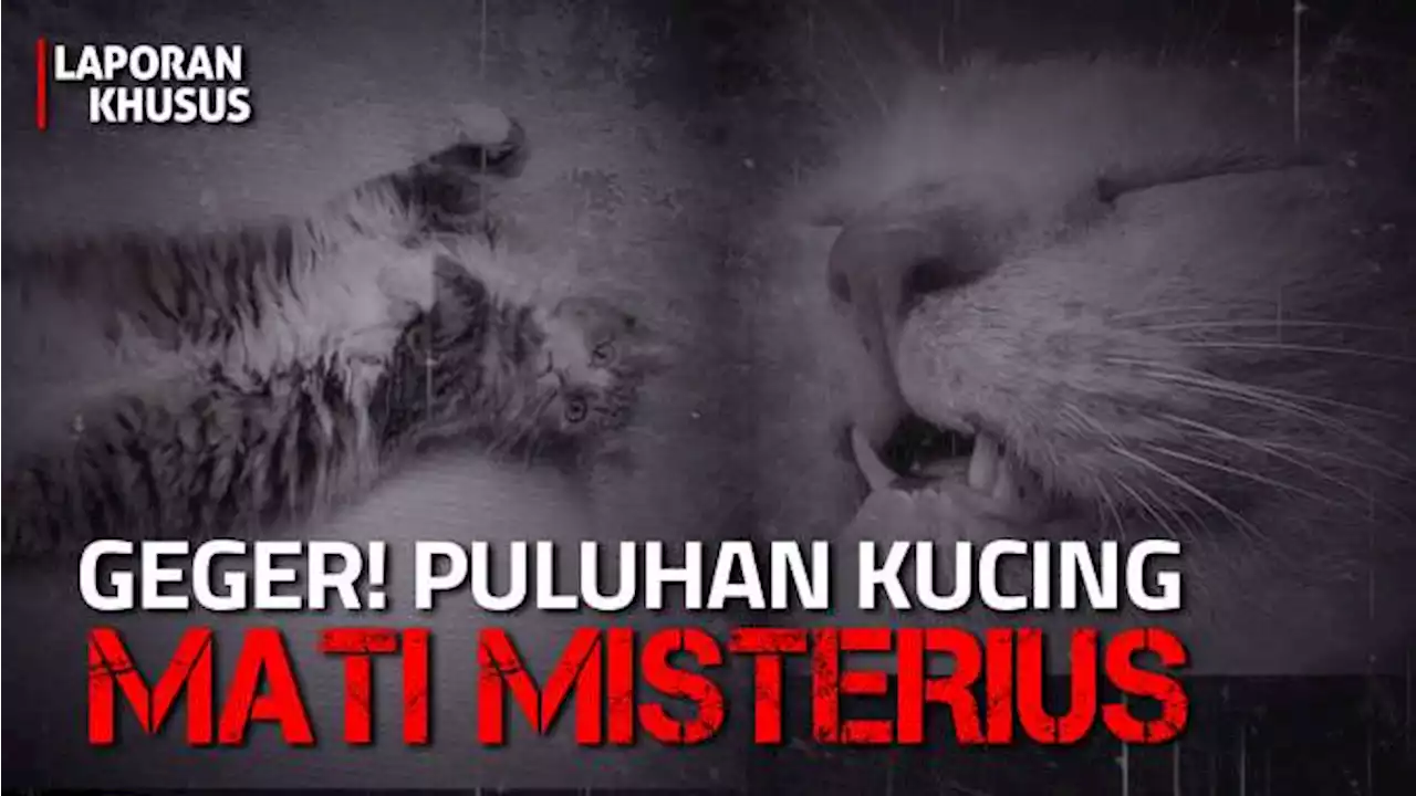 Geger Puluhan Kucing Mati Misterius, Apa Penyebabnya? | Laporan Khusus