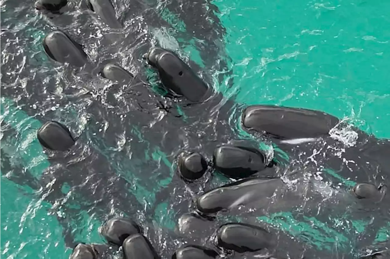 Volunteers working to save nearly 100 beached whales in Australia, but more than half have died