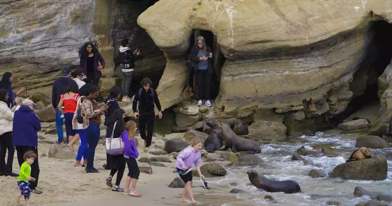 Two barking sea lions charge through crowd during breeding season at San Diego's La Jolla Cove