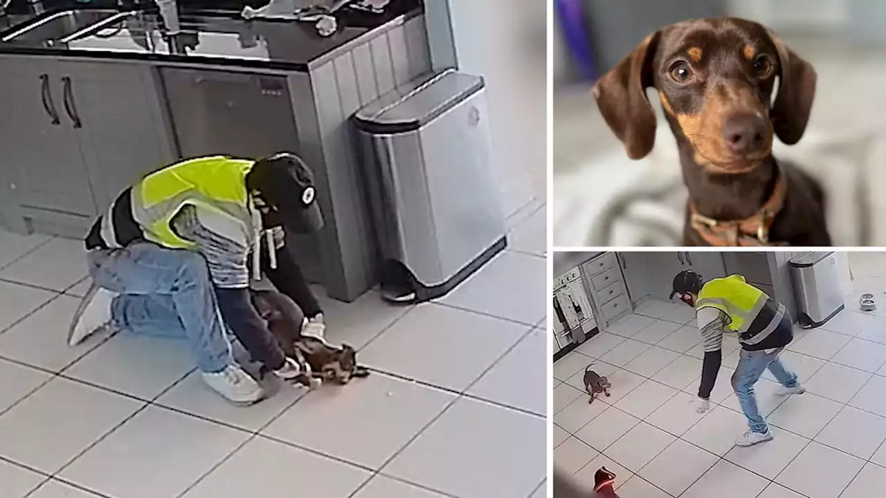 Harrowing moment masked man armed with hammer breaks into home to steal miniature dachshund