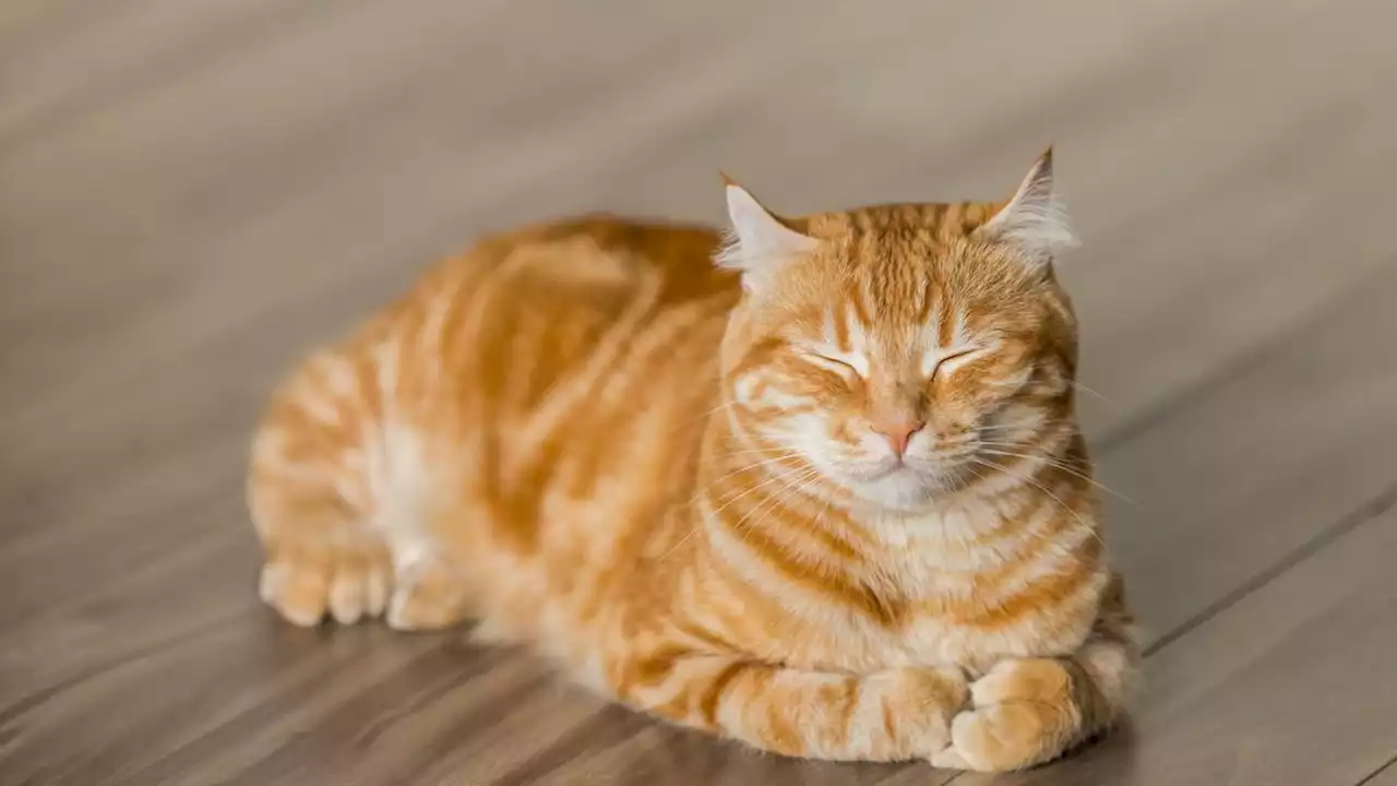 Hidung Kucing Paling Sensitif dengan Jenis Bau-Bauan Ini, Bisa Bikin Anabul Kabur