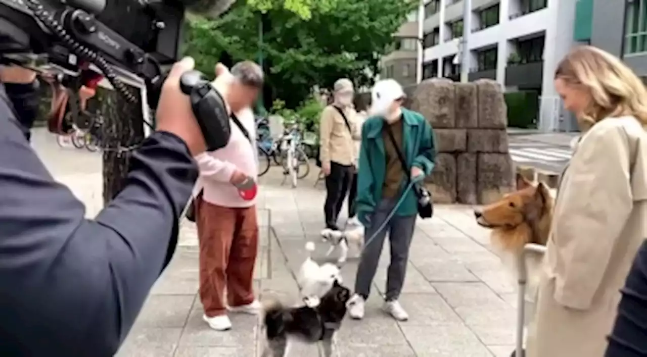 Japanese canine cosplayer Toco ventures out in public and befriends other dogs (VIDEO)