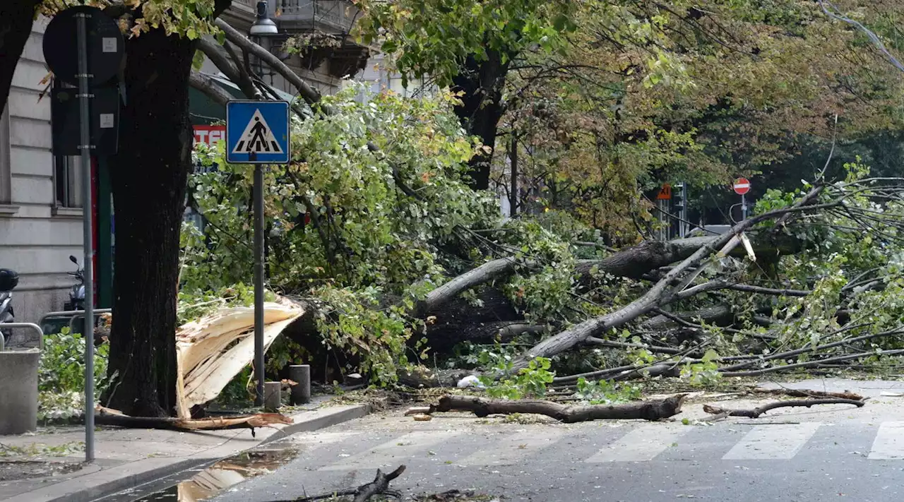 Maltempo, grandine e vento nella notte nel Ferrarese: alberi caduti