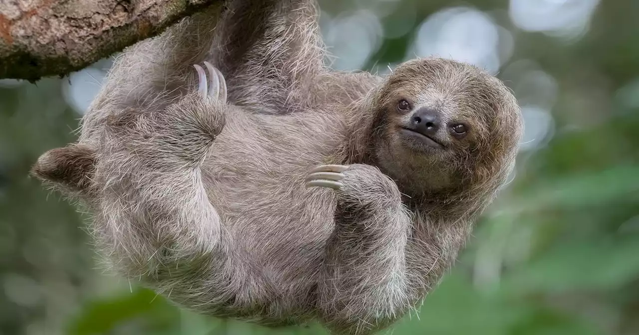 The Sloth King of Long Island Tried His Hand at Venomous Lizards