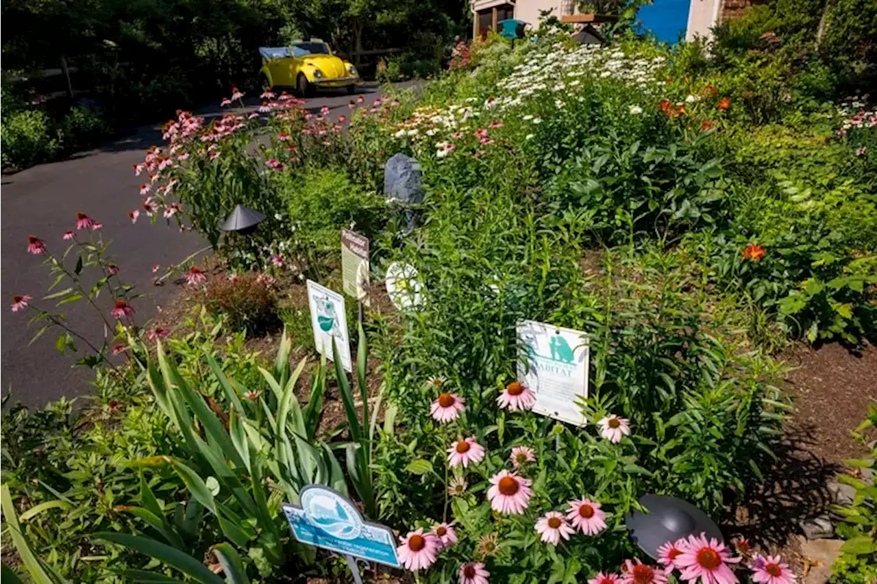 The lush acre of ground surrounding the Oscilowskis’ home attracts abundant wildlife