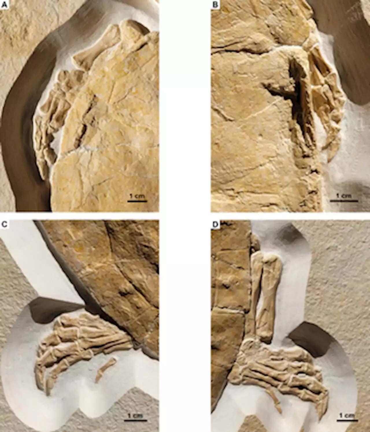 A new specimen of Solnhofia parsonsi from the Upper Jurassic (Kimmeridgian) Plattenkalk deposits of Painten (Bavaria, Germany) and comments on the relationship between limb taphonomy and habitat ecology in fossil turtles