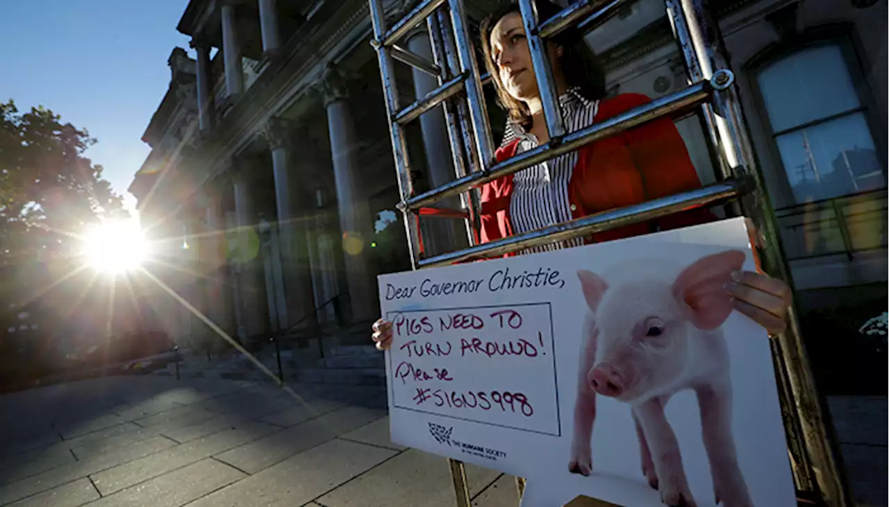 Murphy signs infamous pig crate ban in New Jersey that Christie rejected