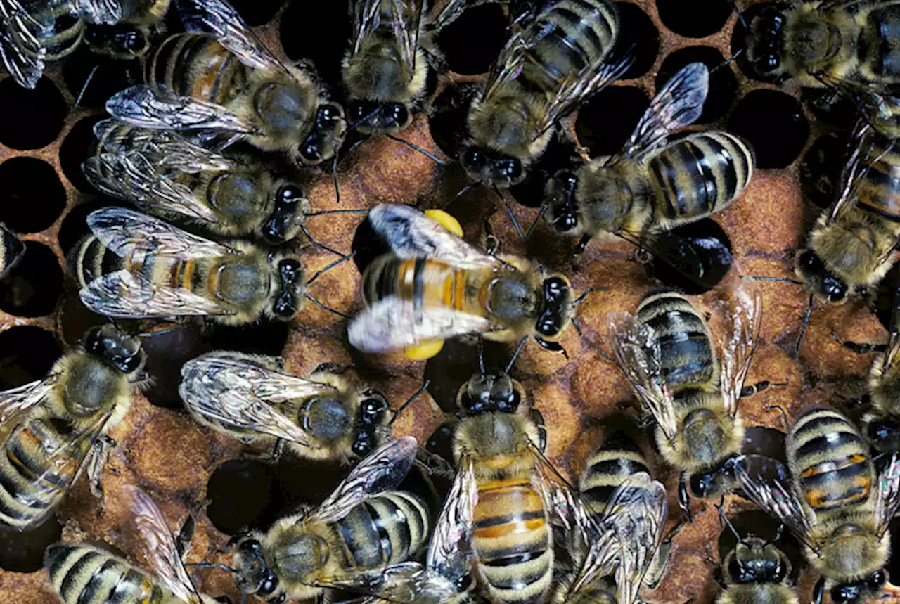 Soñar con abejas que lo están picando: sentimientos de amenaza, conflictos e inseguridades - Pulzo