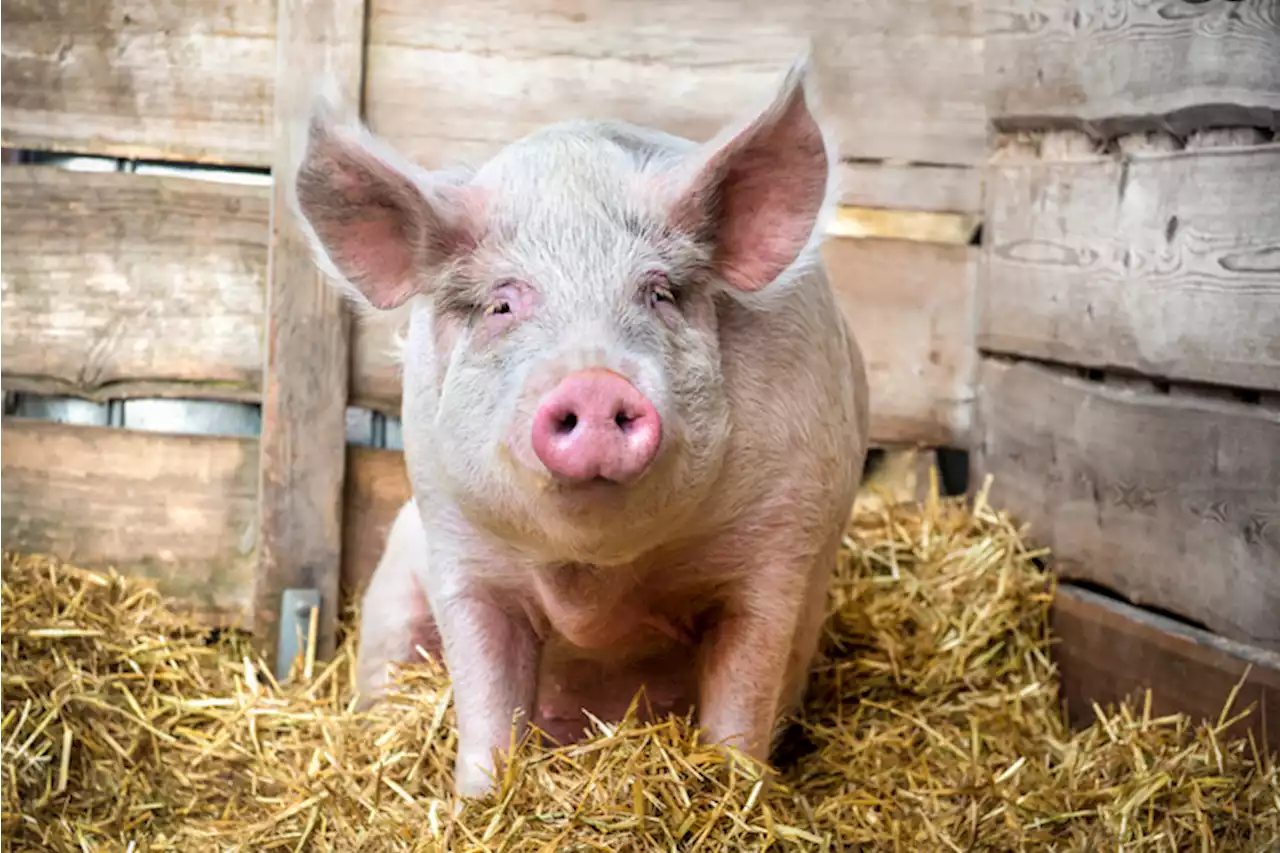 Soñar con animales como el cerdo tendría un significado bastante inquietante en su vida - Pulzo