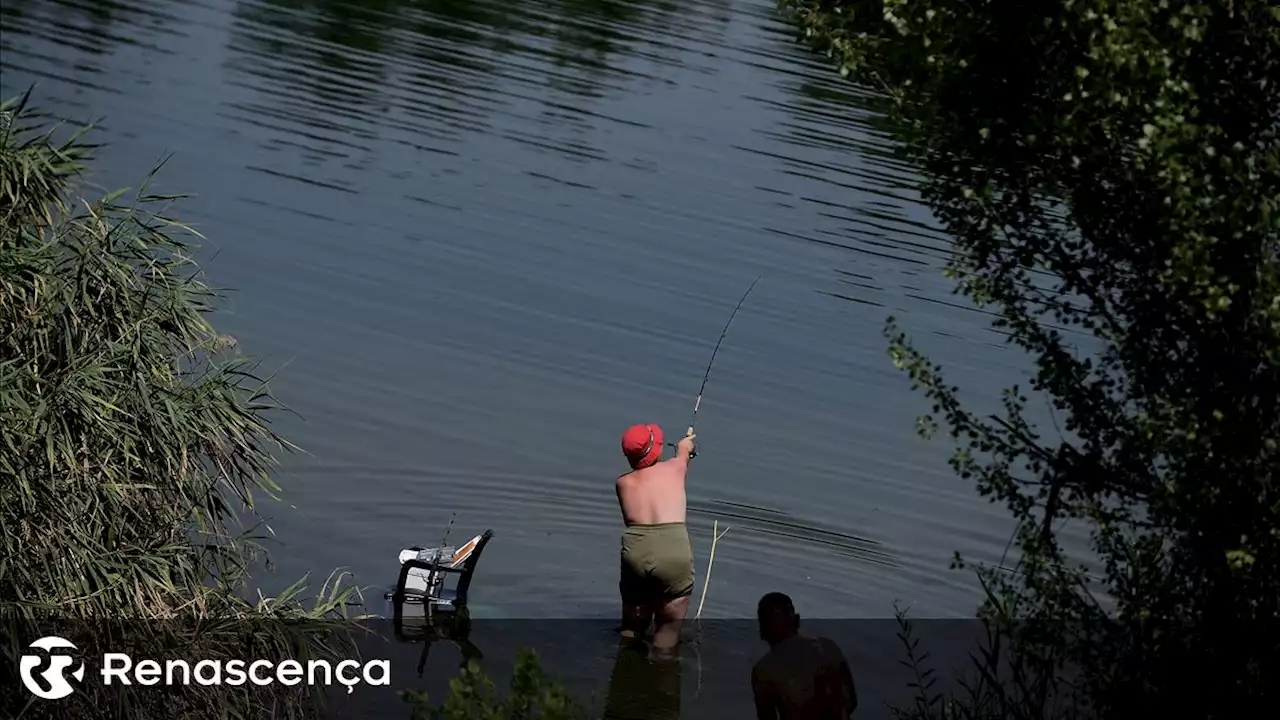 Mais de metade dos peixes dos rios portugueses em risco - Renascença