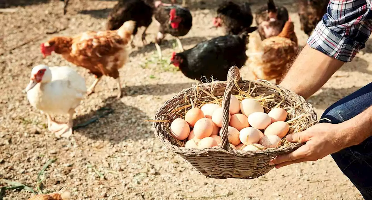 Tragedia en Quetame podría disparar el costo de los huevos y el pollo en Colombia