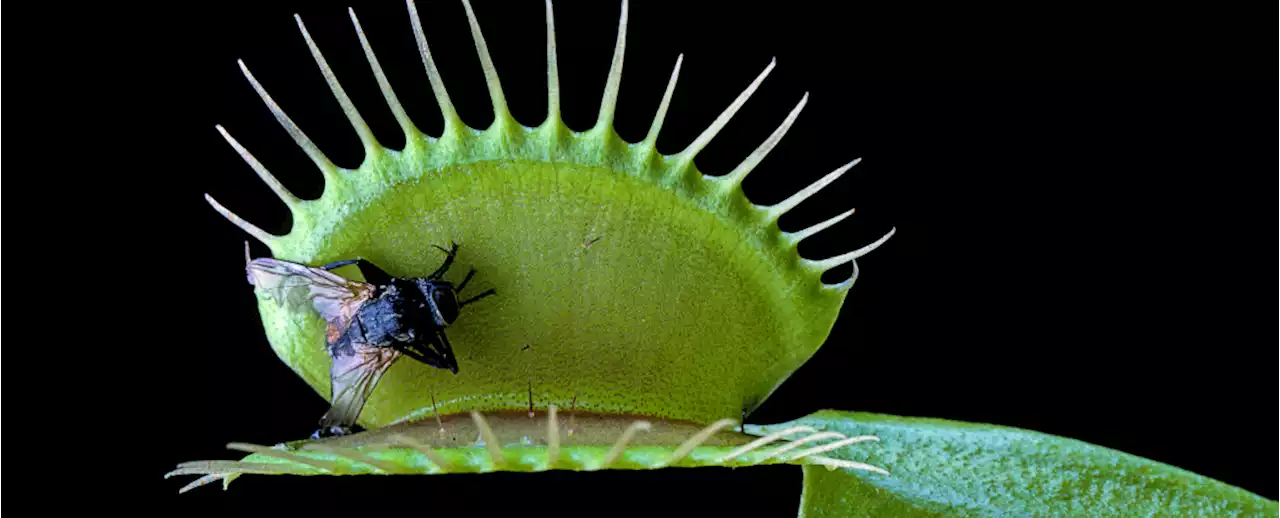 Electrical Pulses That Trigger Venus Flytrap Mapped For The First Time