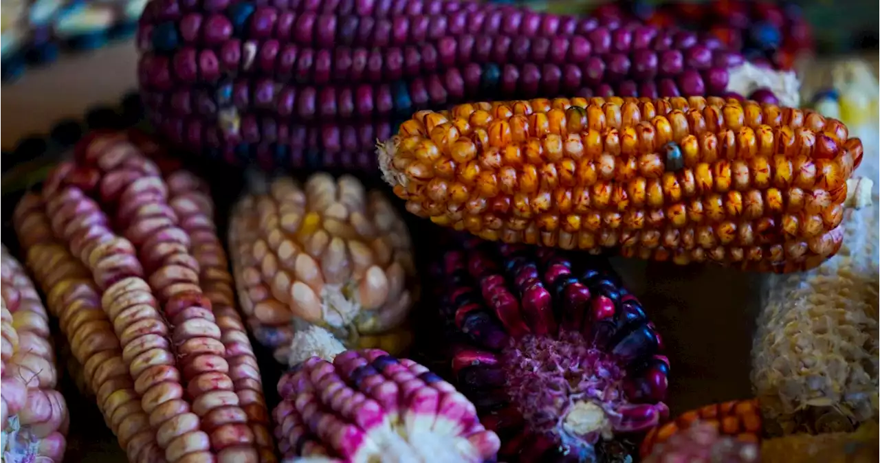 Chefs de todo el mundo tienen un nuevo gran amor: los maíces mexicanos de colores