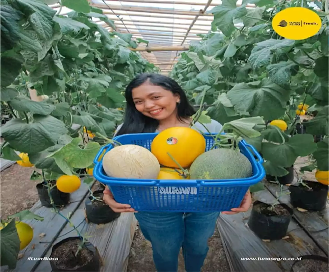 Keseruan Wisata Petik Melon Kualitas Premium di Kebun Buah Asha Farm II Blora