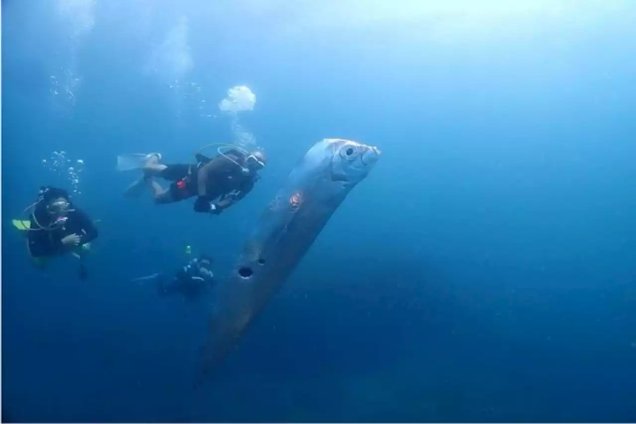 Oarfish 'Ikan Kiamat' Berasal dari Legenda Jepang