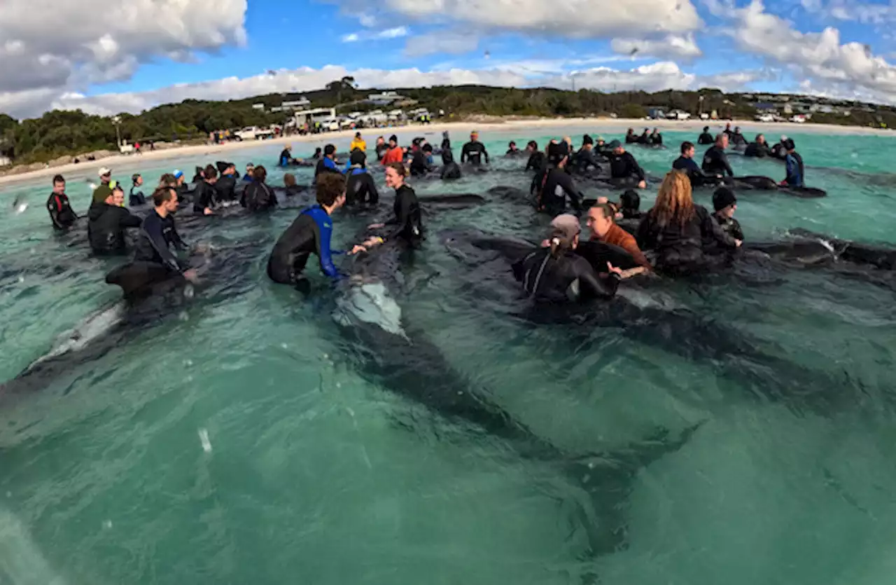 45 whales beached in Australia euthanised after efforts to save them failed