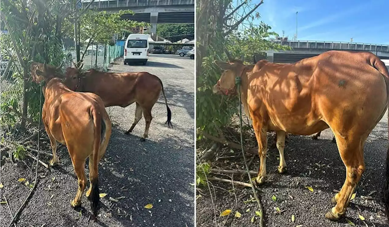 Cows Stuck In DBKL Cheras Pound, Ng Seksan Of Kebun-Kebun Bangsar Not Happy | TRP