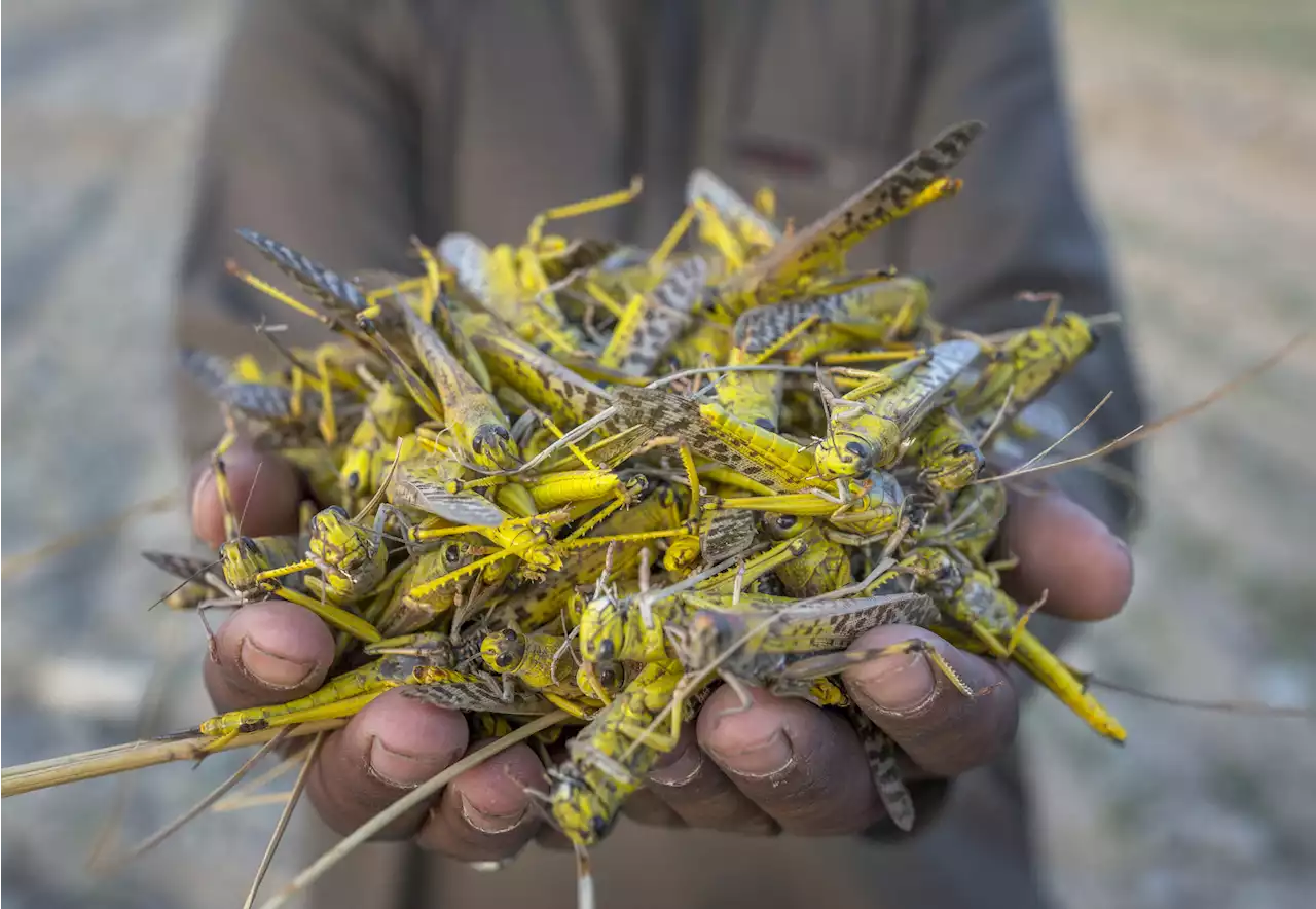 Insect Farming Isn't Going to Save the Planet