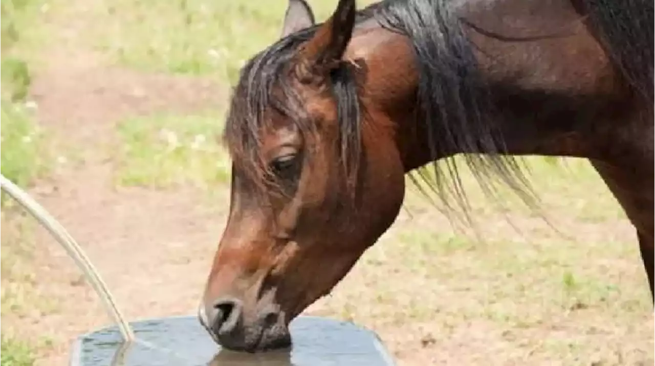 Un nene de 2 años fue pateado en el pecho por un caballo y está grave