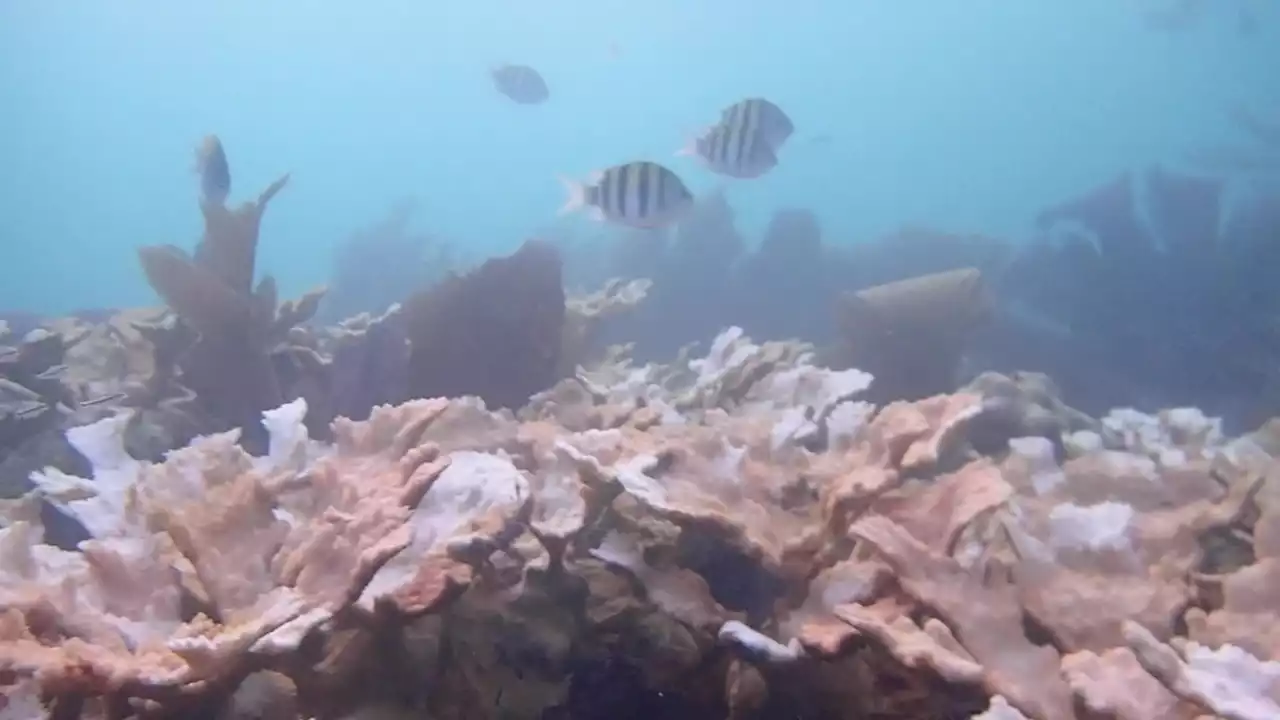 Hot Water Is Bleaching Florida Keys Coral - Videos from The Weather Channel