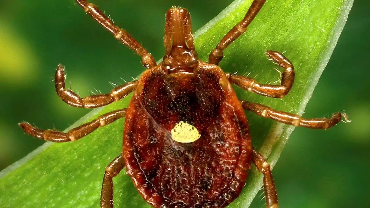 A meat allergy caused by tick spit is getting more common, CDC says