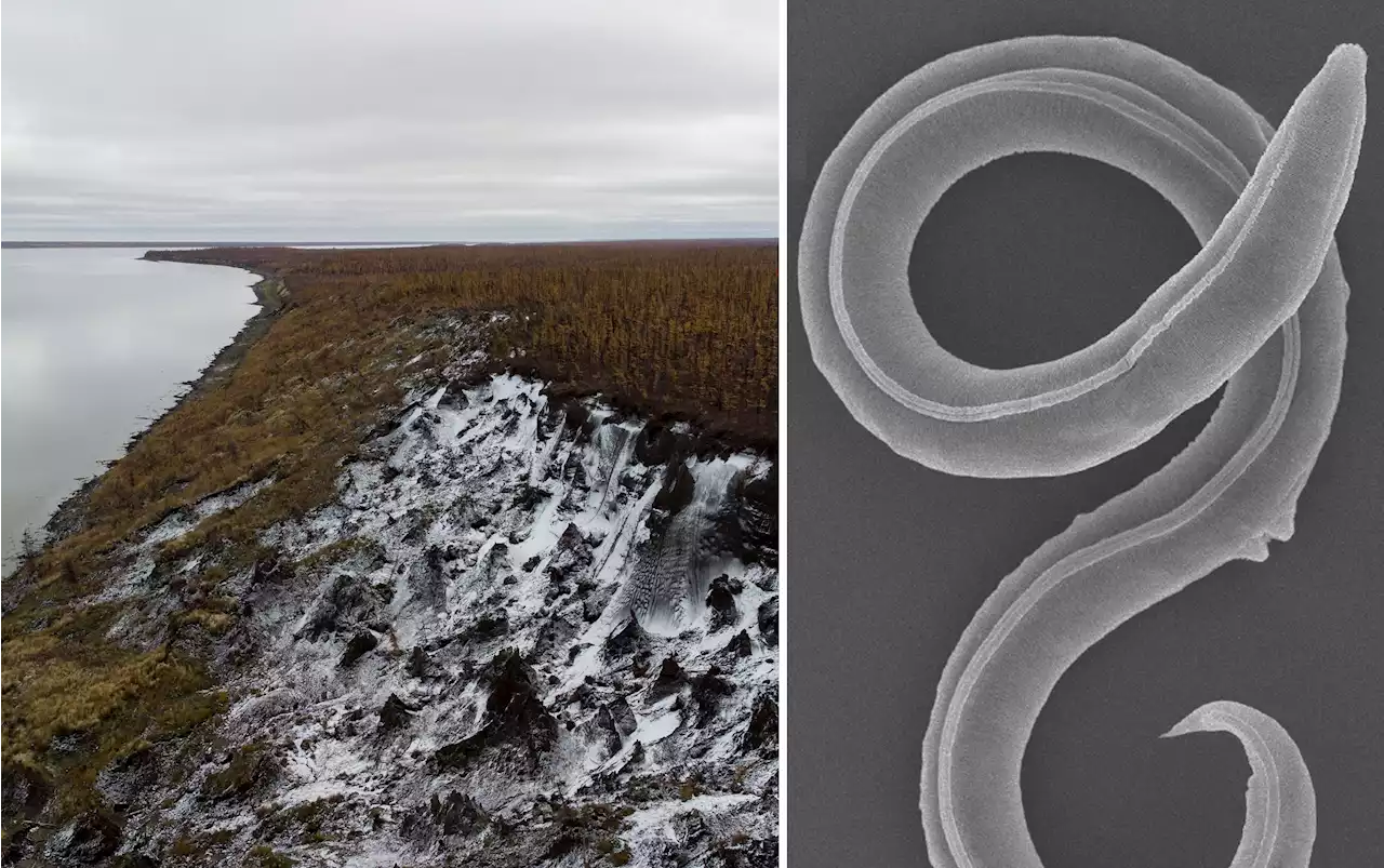 It’s Alive! Worms Revived After 46,000 Years in Siberian Permafrost